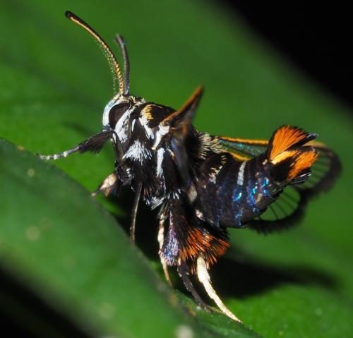 Euryphrissa sp.